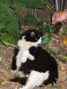 PICTURES/Tourist Sites in Florida Keys/t_Hemingway House - Cat .JPG